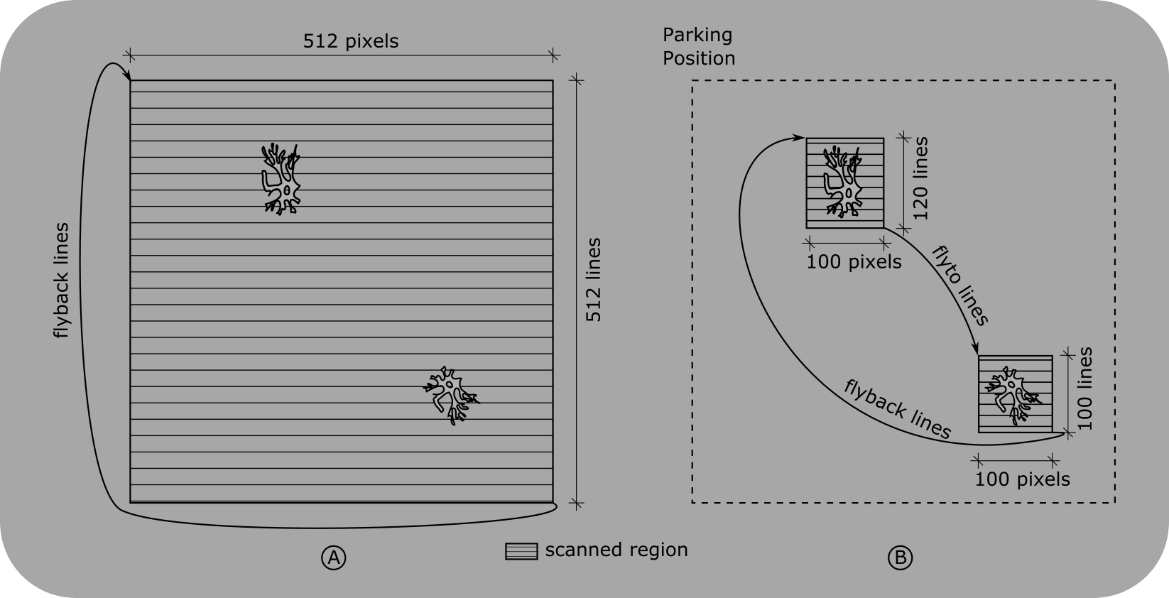 ../_images/FOV+vs+ROIs.png